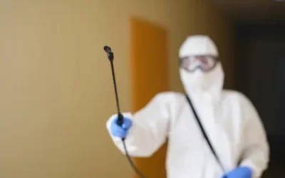 Dedetizadora em Niterói: impacto das pragas no ambiente de trabalho e como evitá-las