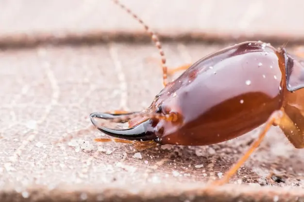 Descupinização após revoada de cupins de luz: quando agir?