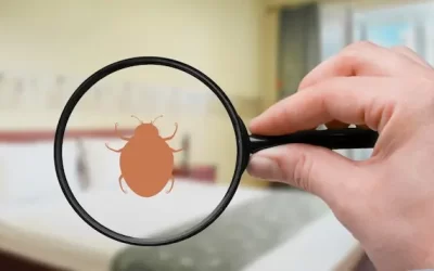 Hospedagens e percevejos de cama: como proteger sua pousada ou hotel da infestação