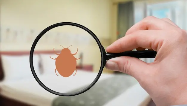 Hospedagens e percevejos de cama: como proteger sua pousada ou hotel da infestação