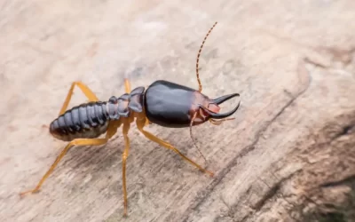Dedetização em Rio das Ostras: controle eficaz de cupins em imóveis com madeira exposta