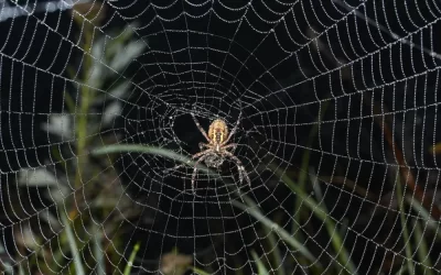 Aranhas venenosas em Búzios: saiba identificar e quando chamar uma dedetizadora