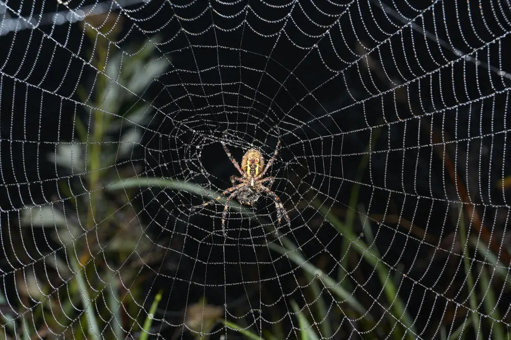 Aranhas venenosas em Búzios: saiba identificar e quando chamar uma dedetizadora