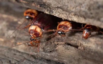 Baratas em imóveis abandonados: o perigo silencioso para vizinhos e condomínios