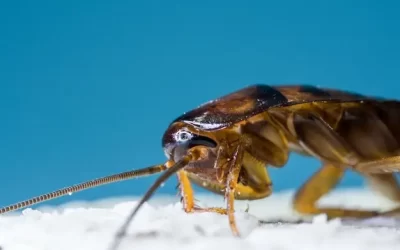Baratas em imóveis antigos: por que essas pragas são tão comuns em construções antigas?