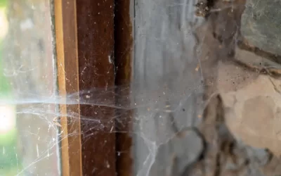 Como evitar aranhas em casas de veraneio e imóveis fechados por longos períodos em Búzios