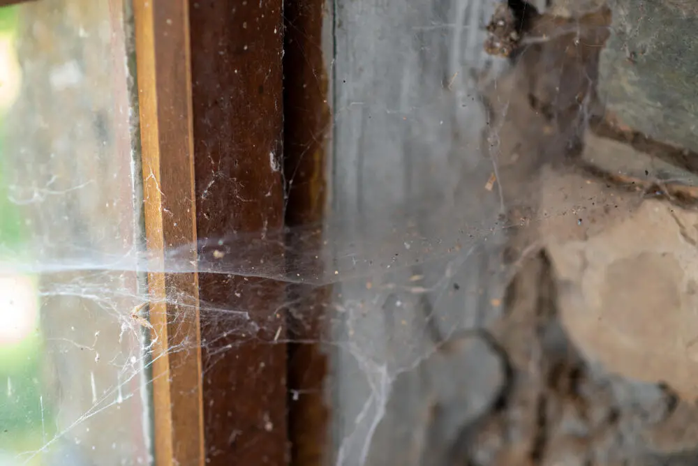 Como evitar aranhas em casas de veraneio e imóveis fechados por longos períodos em Búzios