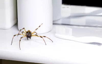 Infestação de aranhas em Búzios: os riscos para crianças, pets e visitantes