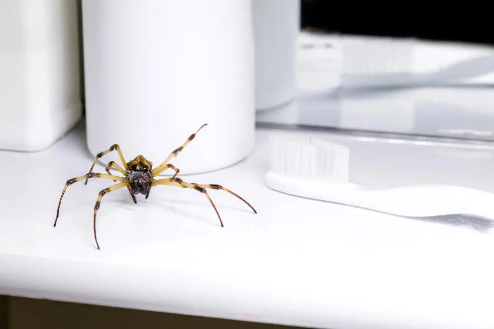 Infestação de aranhas em Búzios: os riscos para crianças, pets e visitantes