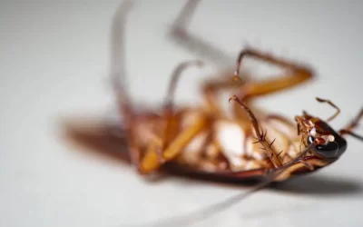 Infestação de baratas em imóveis velhos: riscos à saúde e como resolver de forma definitiva