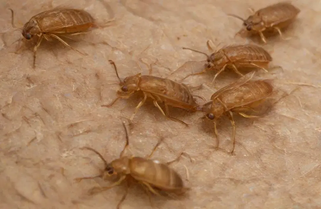 Checklist de proteção contra pragas em dezembro para condomínios