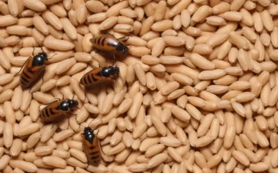 Como evitar pragas na casa de praia no Réveillon