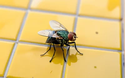 Por que as moscas aumentam tanto em dezembro?