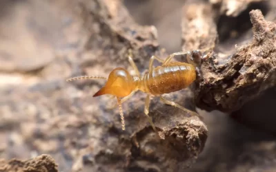 Cupim de solo ou cupim de madeira seca: como diferenciar?