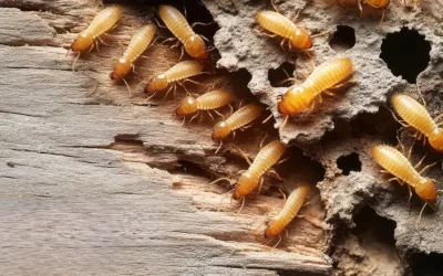 Cupins aparecem mais em janeiro? Entenda o motivo