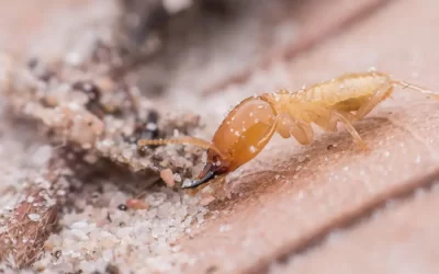 Cupins em imóveis antigos do Centro do Rio: riscos invisíveis