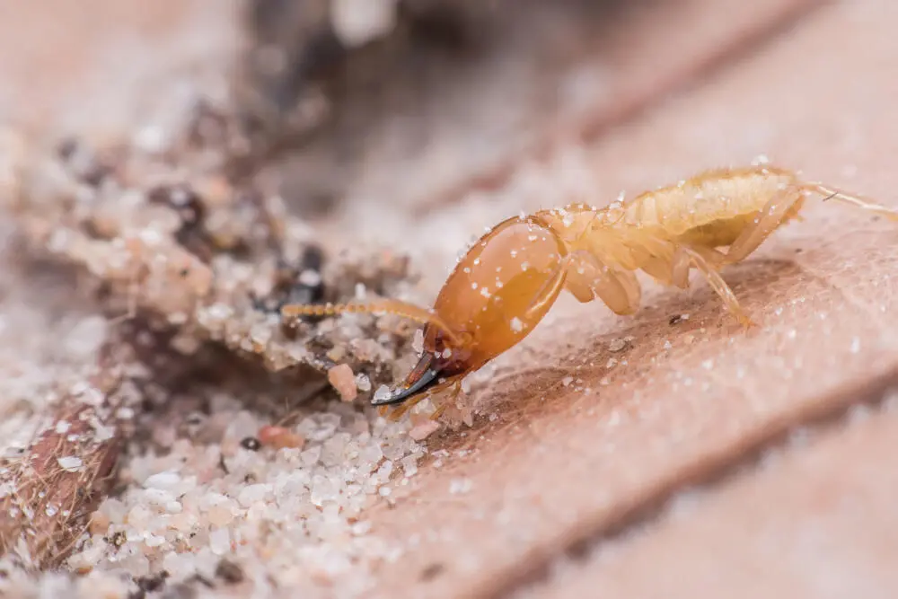 Cupins em imóveis antigos do Centro do Rio: riscos invisíveis