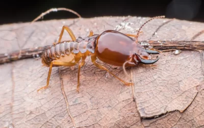 Cupins na Zona Norte do Rio: fatores que favorecem a infestação