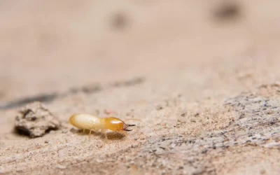 Cupins no Recreio dos Bandeirantes: solo arenoso influencia?