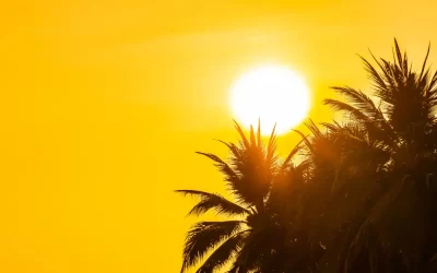 Dedetização de cupins no verão funciona melhor ou pior?