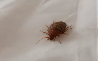 Dedetização de percevejos de cama é segura para crianças e pets?