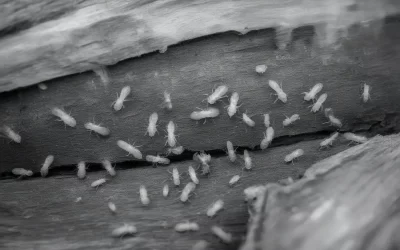 Descupinização RJ – Cupins voltam depois da dedetização?