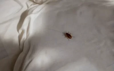 Infestação de percevejos de cama em hotéis no Rio: como identificar?