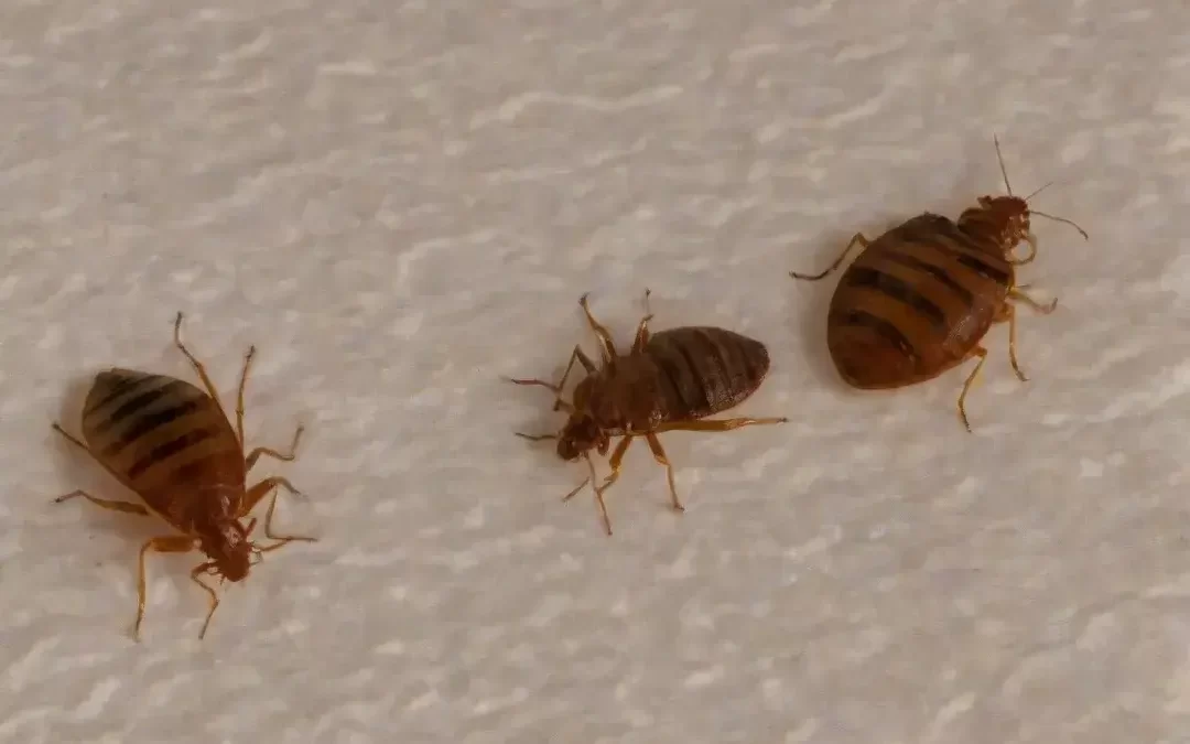 Percevejo de cama em Jacarepaguá: o que observar no quarto?