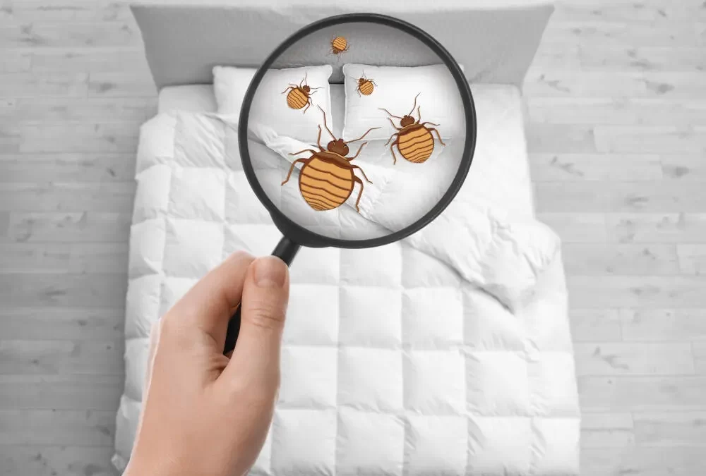 Percevejo de cama pega em colchão novo?