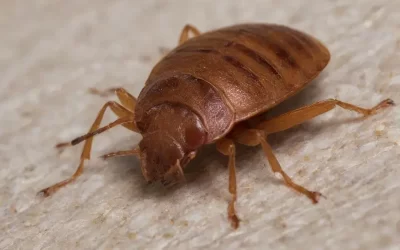 Percevejos de cama no Centro do Rio: risco em imóveis compartilhados