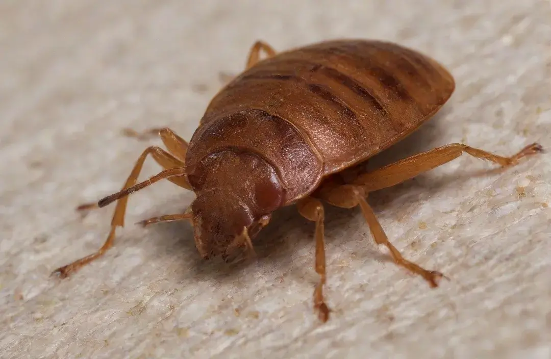 Percevejos de cama no Centro do Rio: risco em imóveis compartilhados