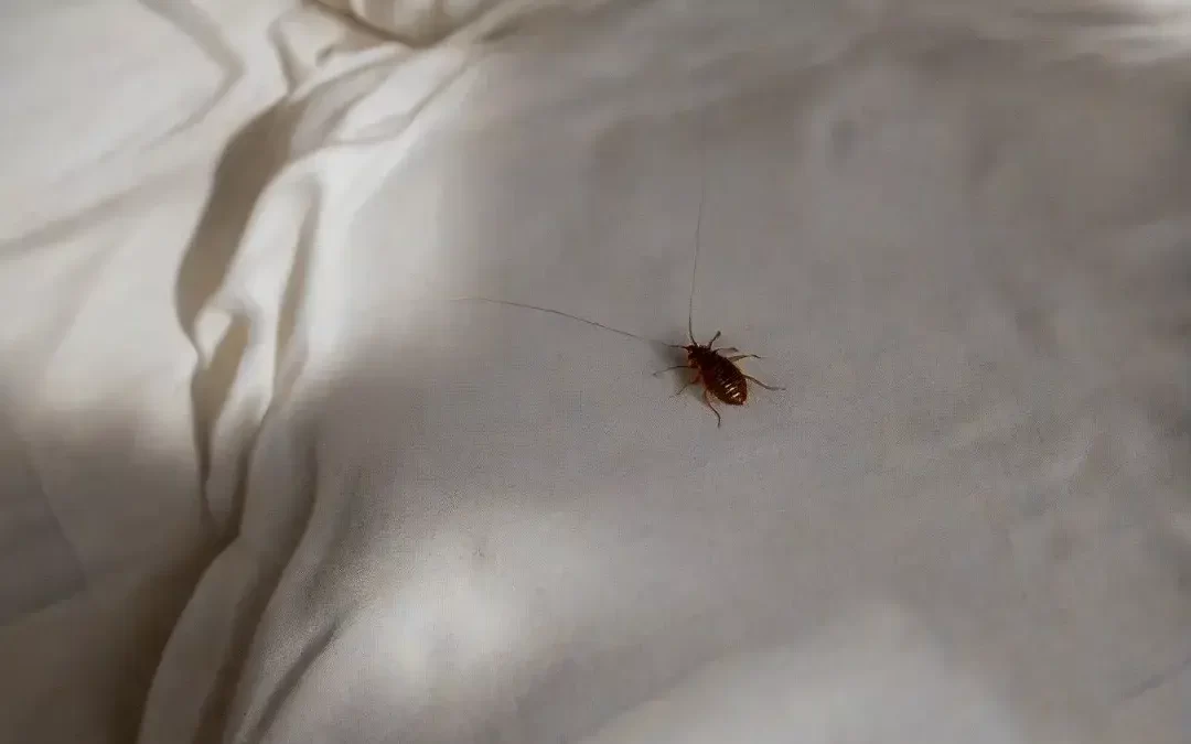 Percevejos de cama somem sozinhos ou precisam de controle profissional?