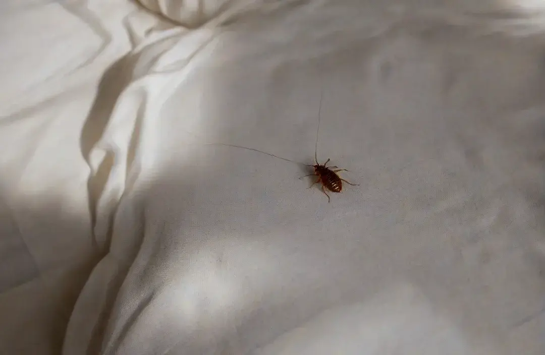 Percevejos de cama somem sozinhos ou precisam de controle profissional?