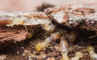 Cupins aparecem só em casas antigas ou também em imóveis novos?