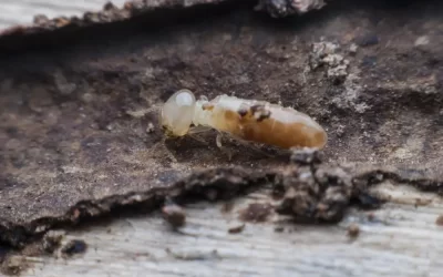 Cupins em portas e rodapés indicam infestação maior escondida?