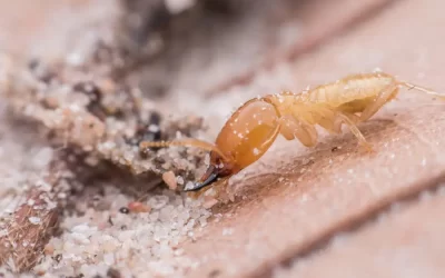 Cupins gostam mais de madeira seca ou úmida?