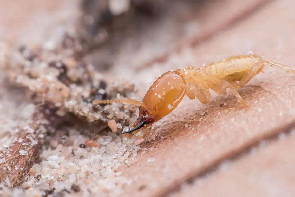 Cupins gostam mais de madeira seca ou úmida?