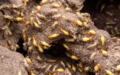 Cupins podem atingir móveis de MDF e compensado?