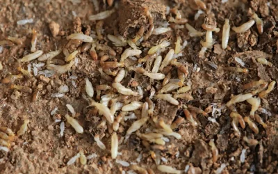 Cupins podem se espalhar para apartamentos vizinhos?