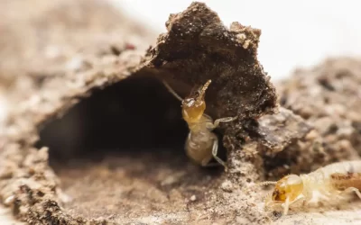 Cupins subterrâneos são mais perigosos que outros tipos?