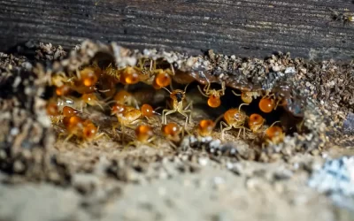 Descupinização com barreira química é mais eficaz contra cupins?