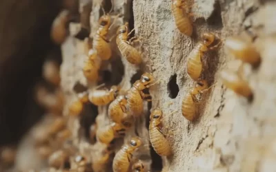 Descupinização resolve definitivamente ou os cupins podem voltar?