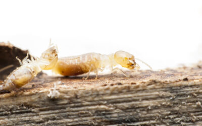 Descupinização preventiva vale a pena mesmo sem ver cupins?