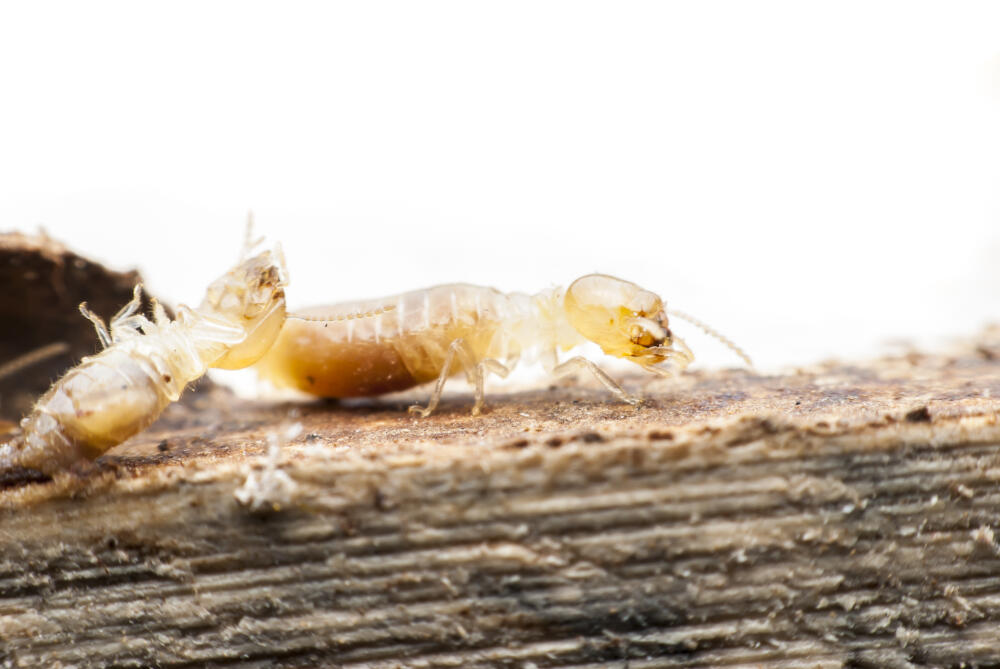 Descupinização preventiva vale a pena mesmo sem ver cupins?