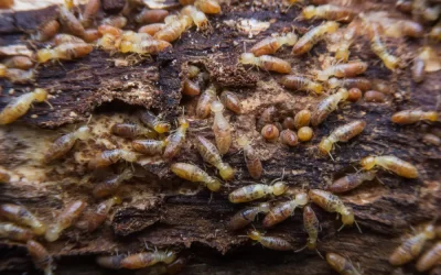 Imóveis fechados aumentam risco de cupins?