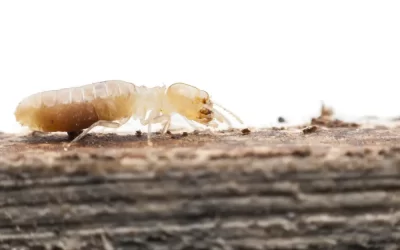 Como eliminar cupins da madeira de forma segura?