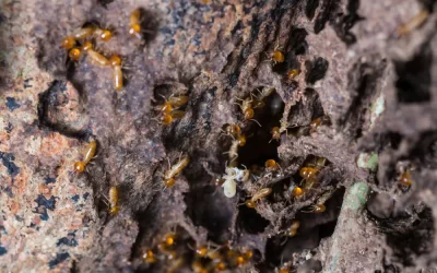 Como identificar cupim dentro da parede?