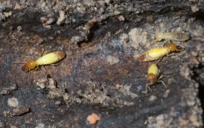 Como saber se tem cupim na madeira?