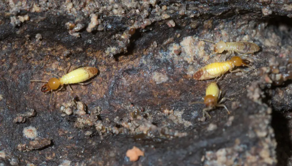 Como saber se tem cupim na madeira?