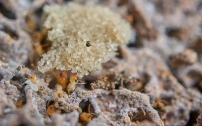 Cupim pode comprometer vigas e estruturas da casa?